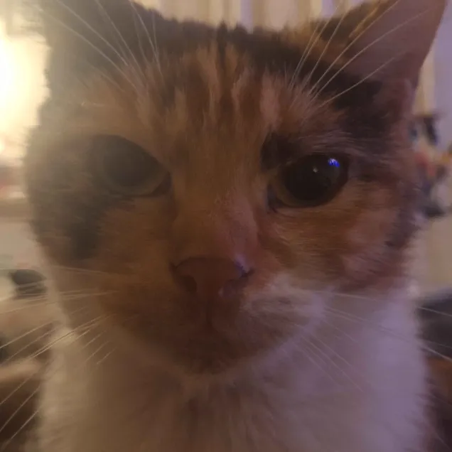 look at the image of my cat